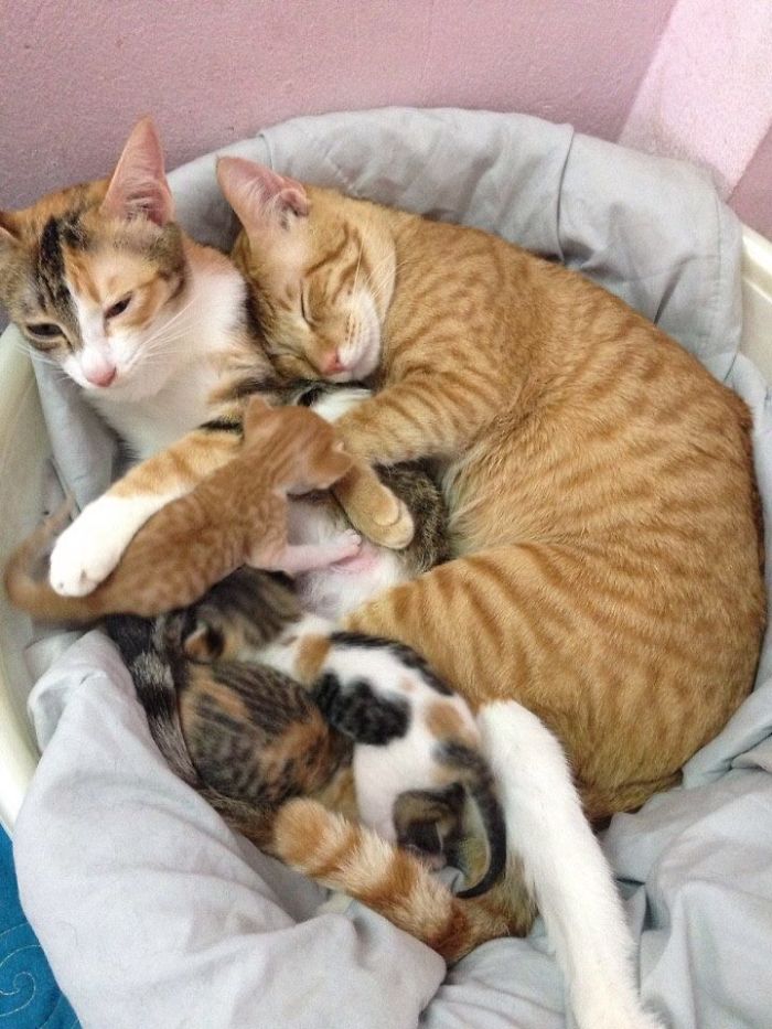 Father Cat Supports Mom Cat Giving Birth, Wins Everyone's Hearts Father Cat Supports Mom Cat Giving Birth, Wins Everyone's Hearts