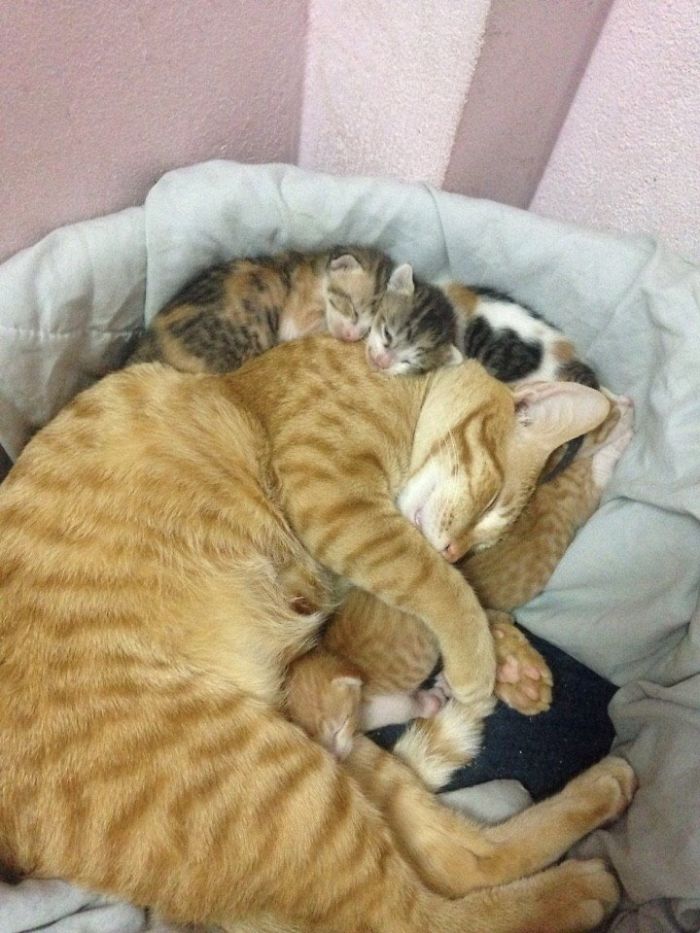 Father Cat Supports Mom Cat Giving Birth, Wins Everyone's Hearts Father Cat Supports Mom Cat Giving Birth, Wins Everyone's Hearts