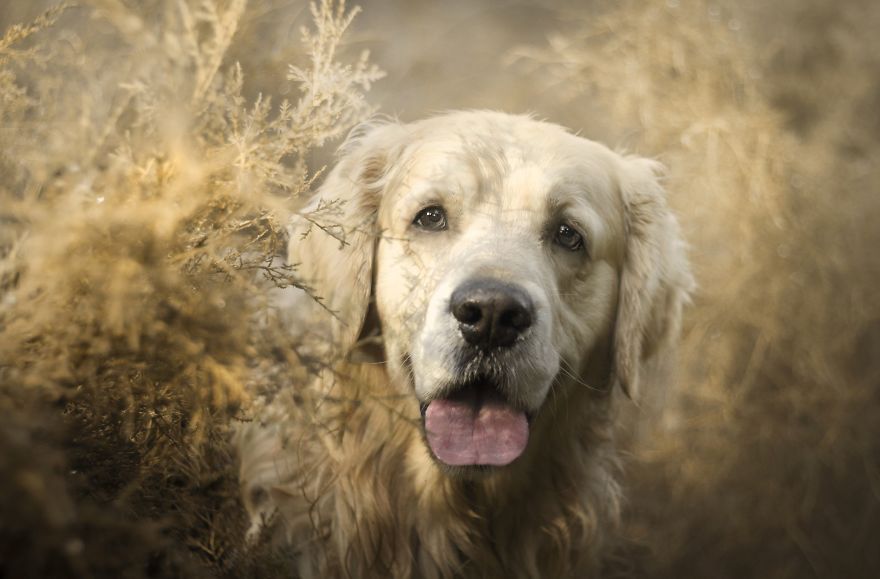 I Photographed An Expressive Golden Retriever