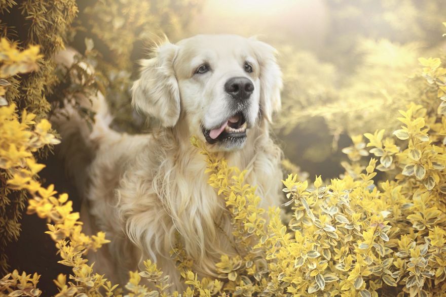 I Photographed An Expressive Golden Retriever