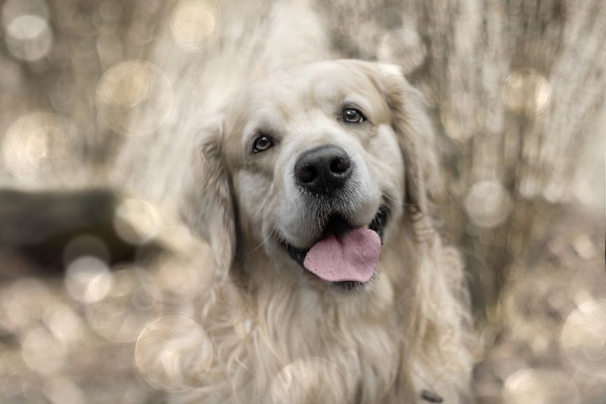 I Photographed An Expressive Golden Retriever I Photographed An Expressive Golden Retriever