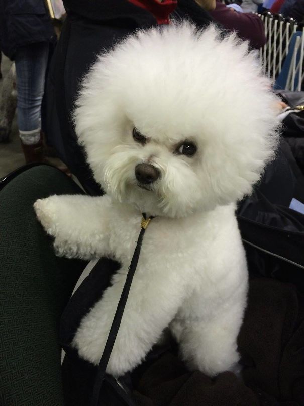 Fluffy white dog with a serious expression, showcasing one of the angriest animals you wouldn't want to meet.