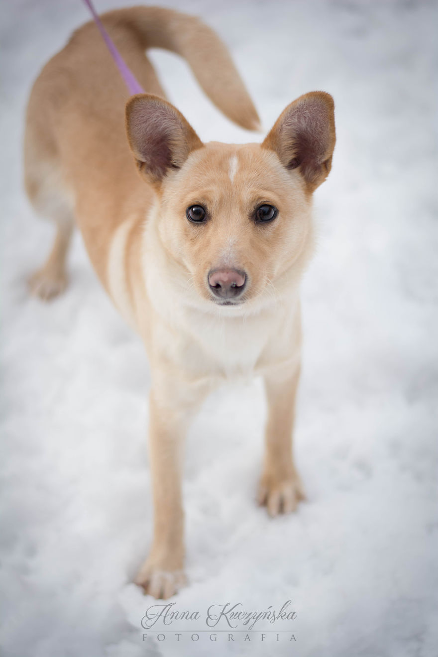 I Photograph Dogs To Help Them Get Adopted