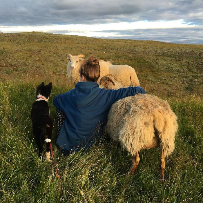 Introducing Kvísl To Hrísla And Her Boys