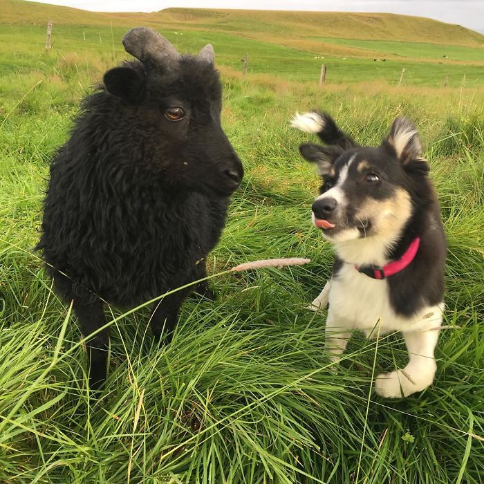 This Photo Explains The Relationship Between Surtur Ans Kvísl Very Well