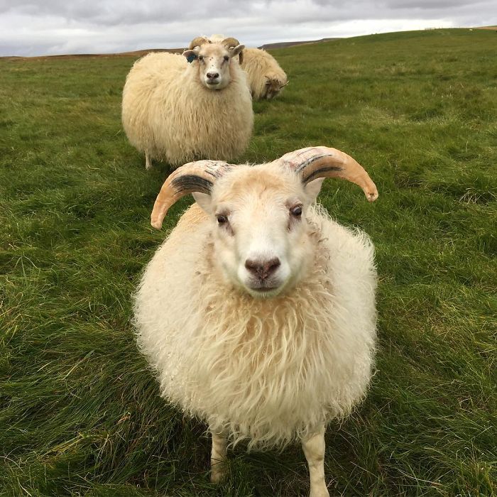 Skoppa Was Not Happy When I Decided To Talk To The Little Ram