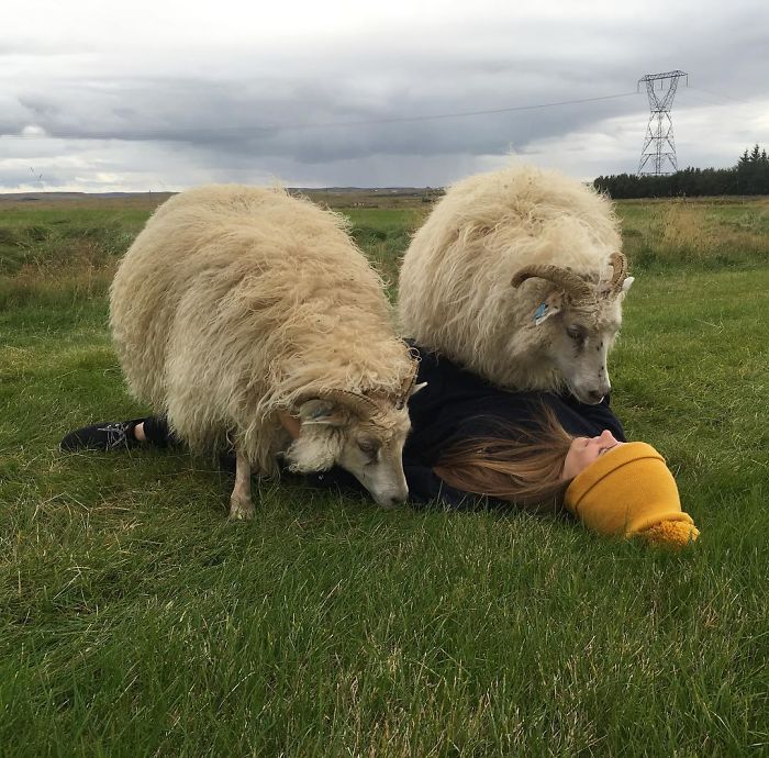 Don't You Just Love It When Your Sheep Walk Over You?