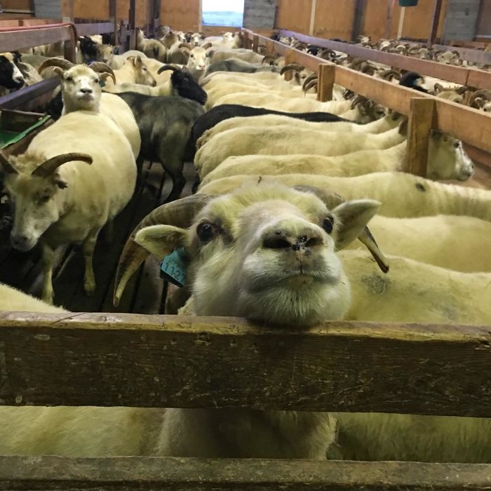 Lafa's Pleasegivemecandy Look