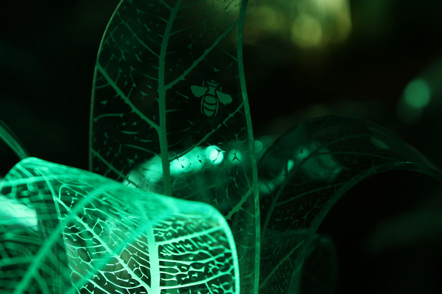 I Make Evergreen Plants That Glow In The Dark I Make Evergreen Plants That Glow In The Dark