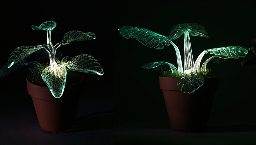 I Make Evergreen Plants That Glow In The Dark I Make Evergreen Plants That Glow In The Dark