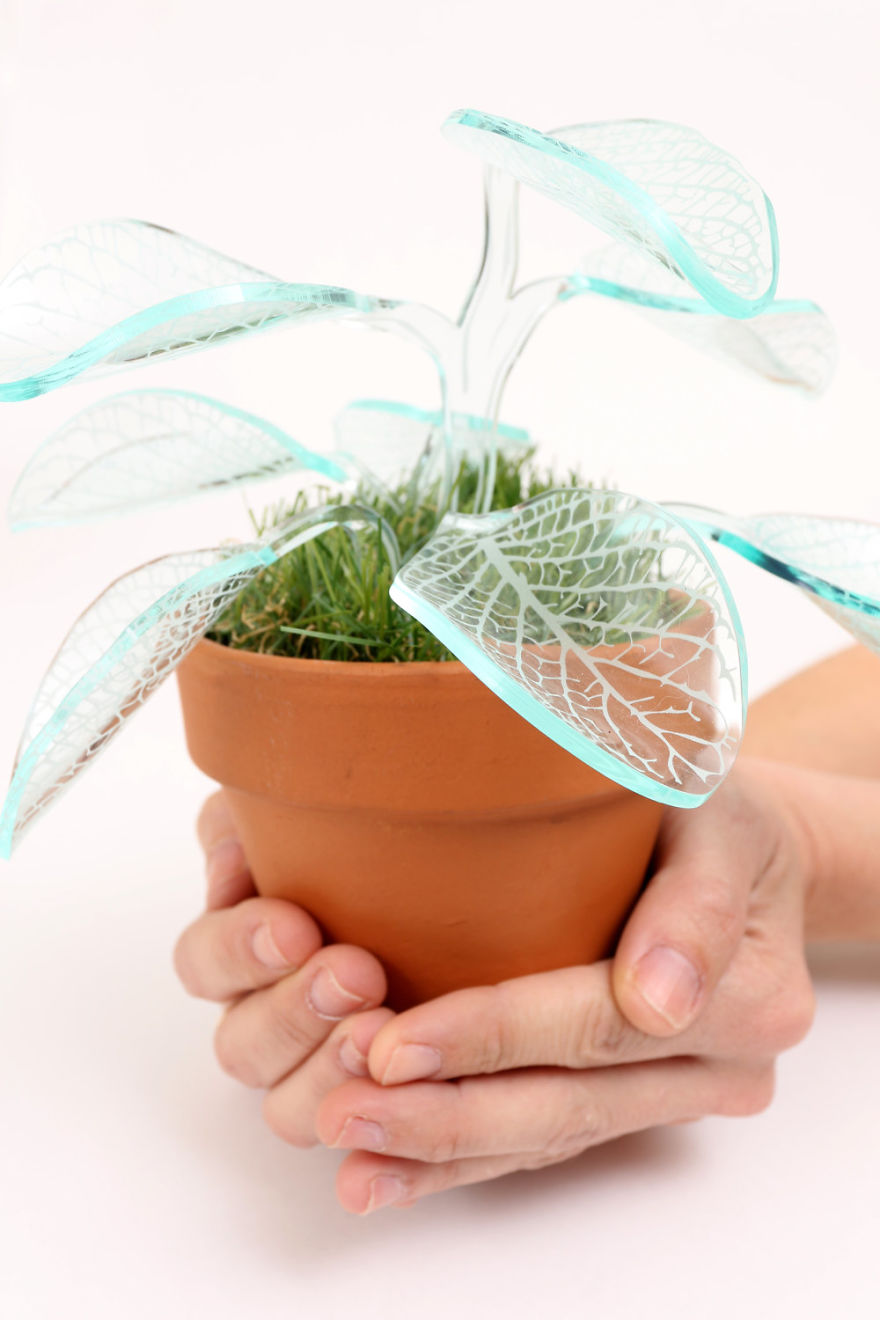 I Make Evergreen Plants That Glow In The Dark I Make Evergreen Plants That Glow In The Dark