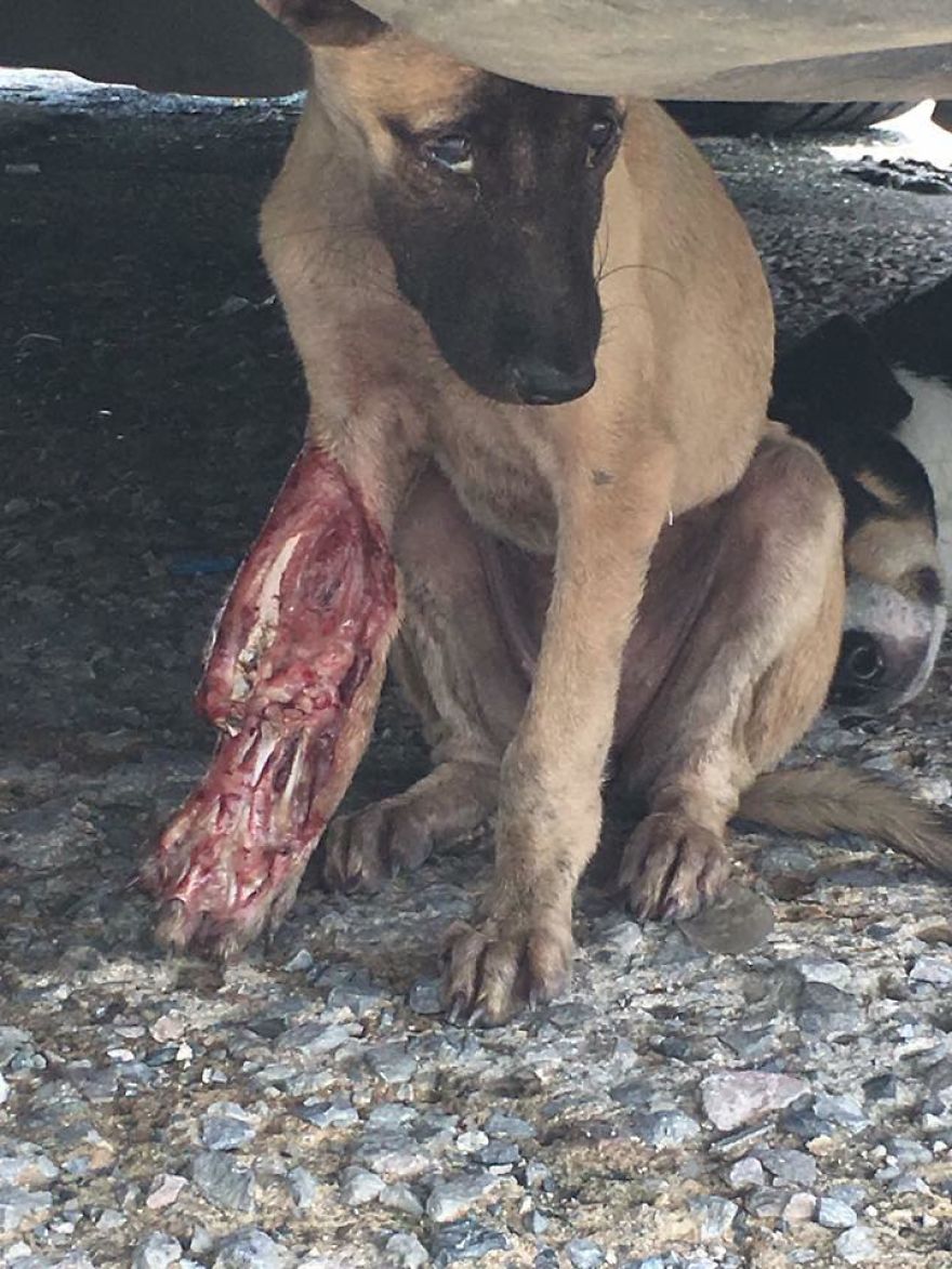 This Puppy Was Found Badly Wounded And Scared Of Everyone So We Decided To Rescue Her This Puppy Was Found Badly Wounded And Scared Of Everyone So We Decided To Rescue Her