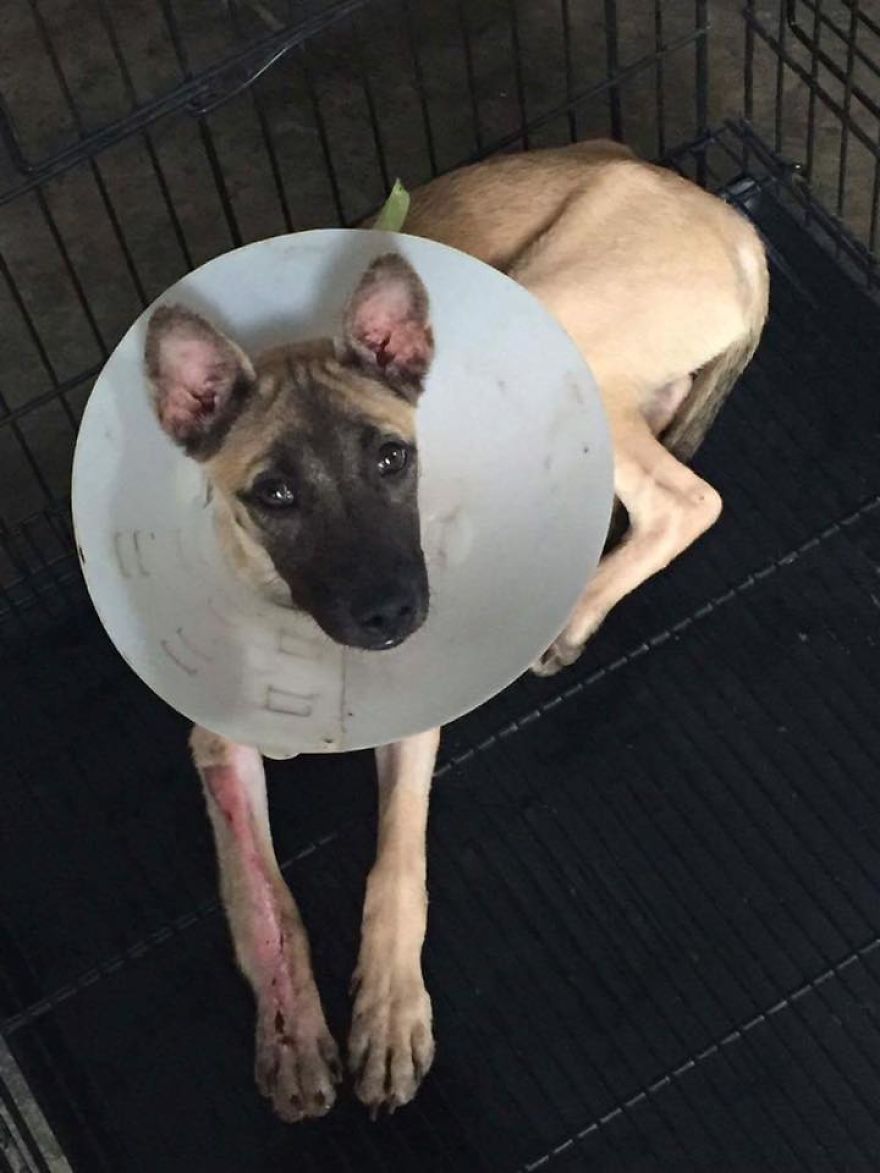 This Puppy Was Found Badly Wounded And Scared Of Everyone So We Decided To Rescue Her This Puppy Was Found Badly Wounded And Scared Of Everyone So We Decided To Rescue Her