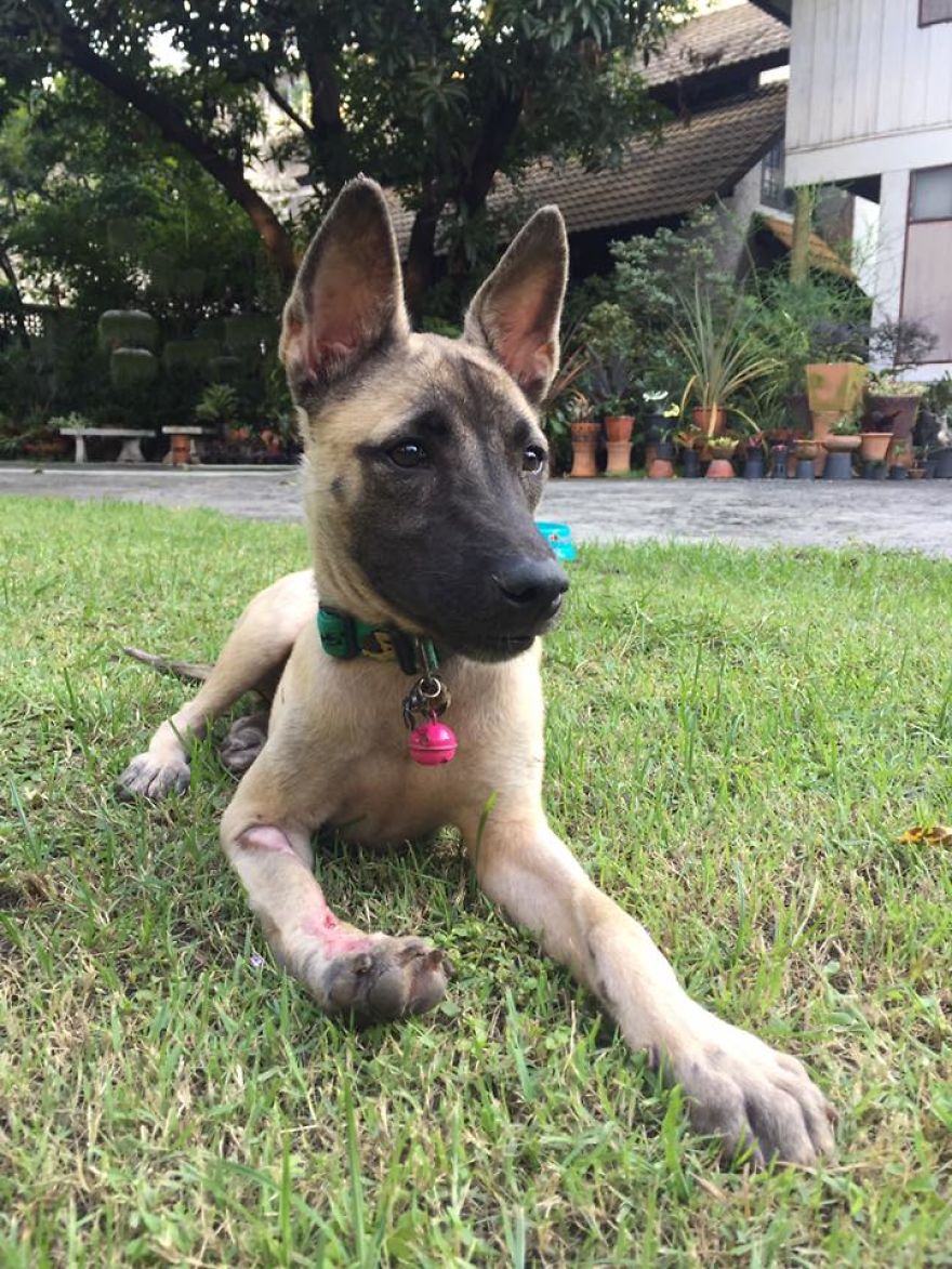 This Puppy Was Found Badly Wounded And Scared Of Everyone So We Decided To Rescue Her This Puppy Was Found Badly Wounded And Scared Of Everyone So We Decided To Rescue Her