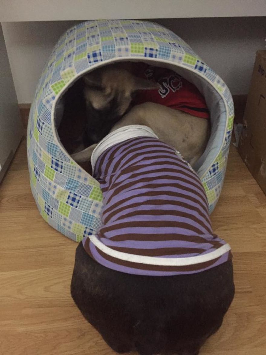 This Puppy Was Found Badly Wounded And Scared Of Everyone So We Decided To Rescue Her This Puppy Was Found Badly Wounded And Scared Of Everyone So We Decided To Rescue Her