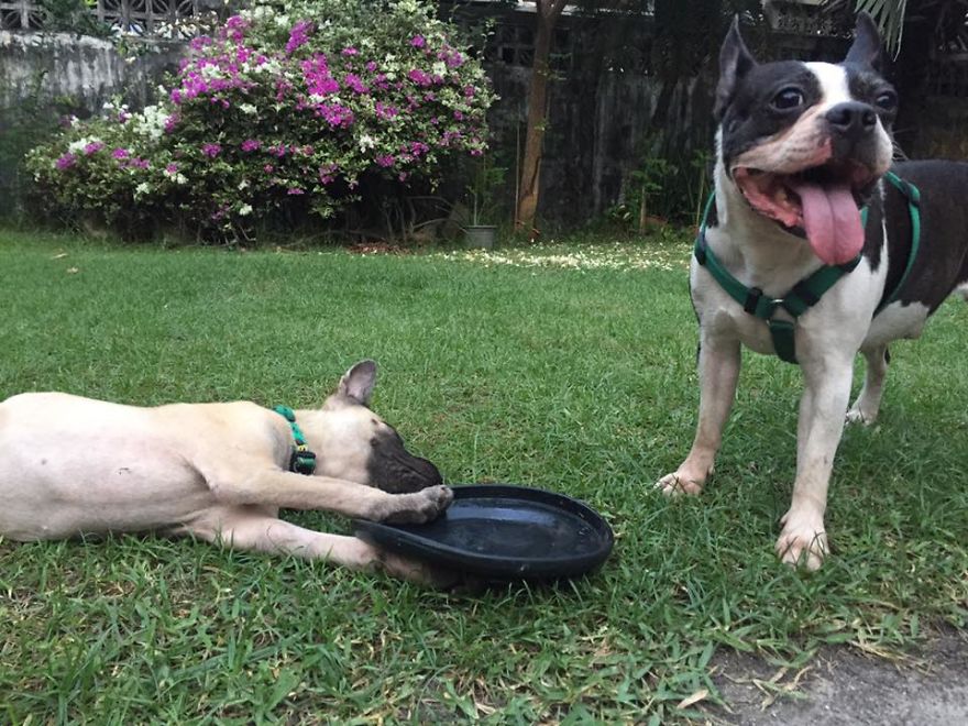 This Puppy Was Found Badly Wounded And Scared Of Everyone So We Decided To Rescue Her This Puppy Was Found Badly Wounded And Scared Of Everyone So We Decided To Rescue Her