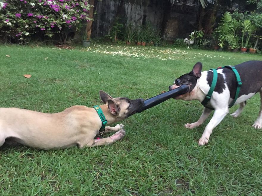 This Puppy Was Found Badly Wounded And Scared Of Everyone So We Decided To Rescue Her This Puppy Was Found Badly Wounded And Scared Of Everyone So We Decided To Rescue Her