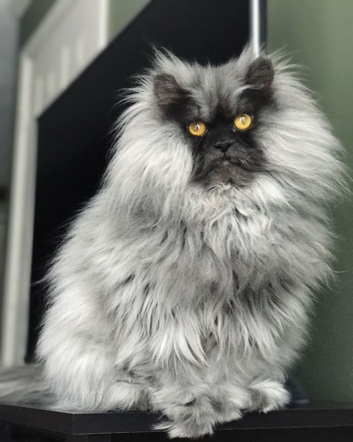 Meet Juno, The Angriest Cat In The World