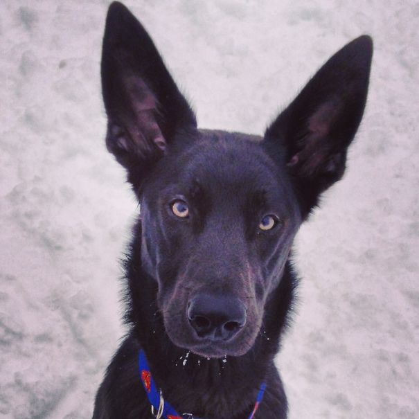 Black dog with large ears and intense eyes sitting in snow, showcasing one of the angriest animals you wouldn’t want to meet.