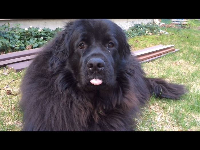 Newfie Tounge