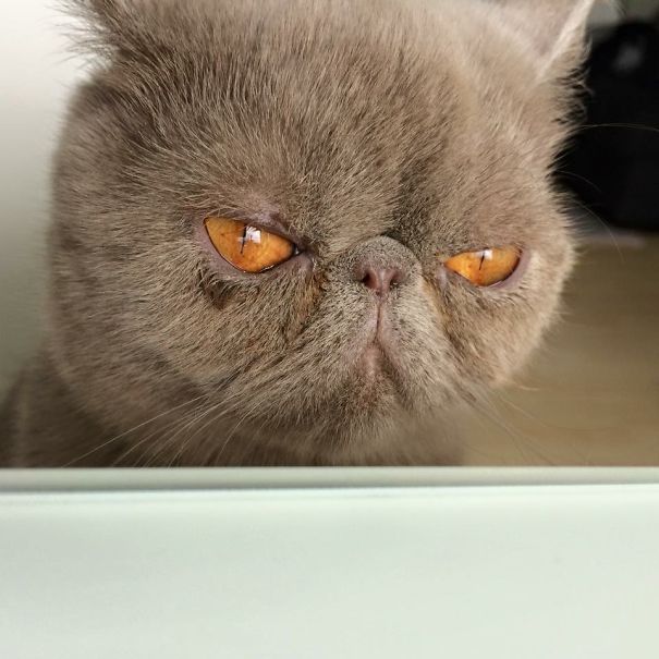 Close-up of an angry animal with intense amber eyes and a grumpy expression, showcasing one of the angriest animals.