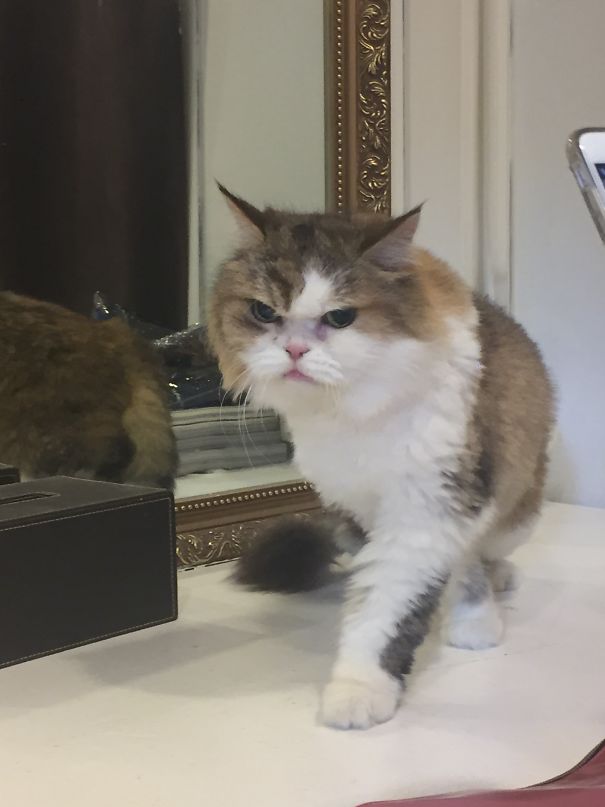 Angriest animals featuring a grumpy cat with a fierce expression walking on a white surface near a mirror.