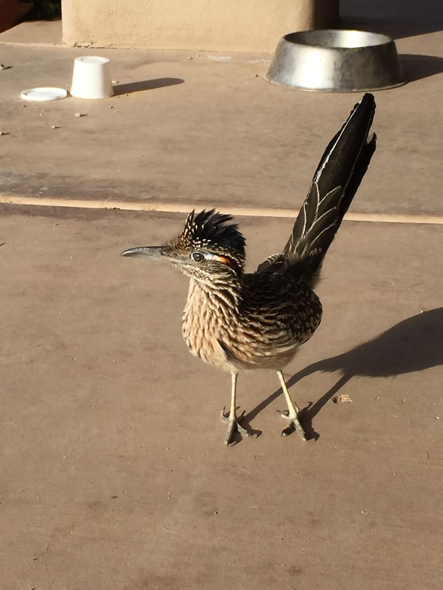 Seymour The Roadrunner