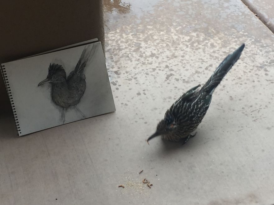 Seymour The Roadrunner