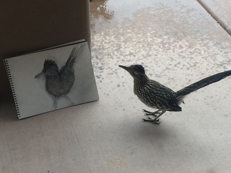 Seymour The Roadrunner Seymour The Roadrunner