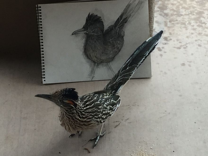 Seymour The Roadrunner