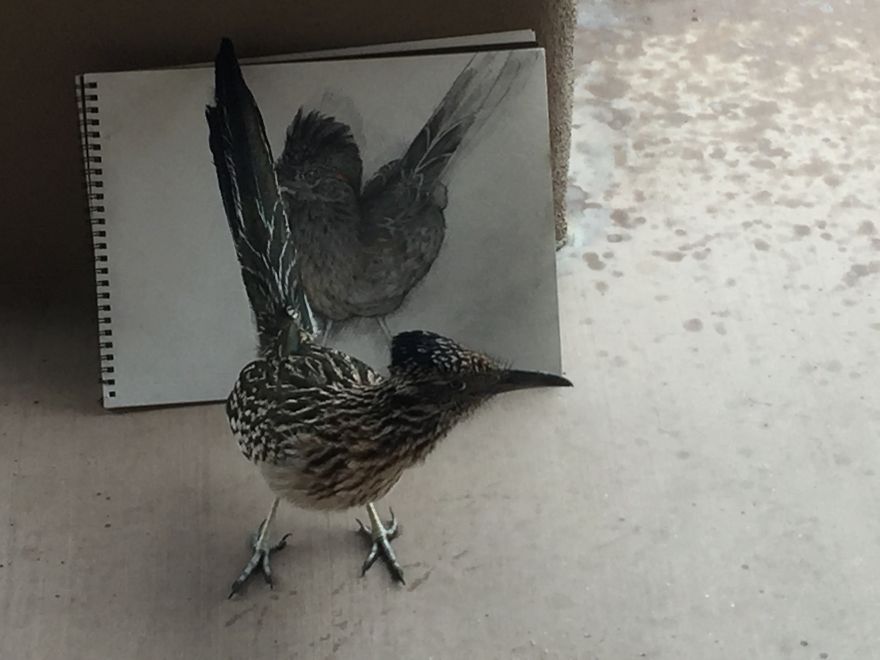 Seymour The Roadrunner