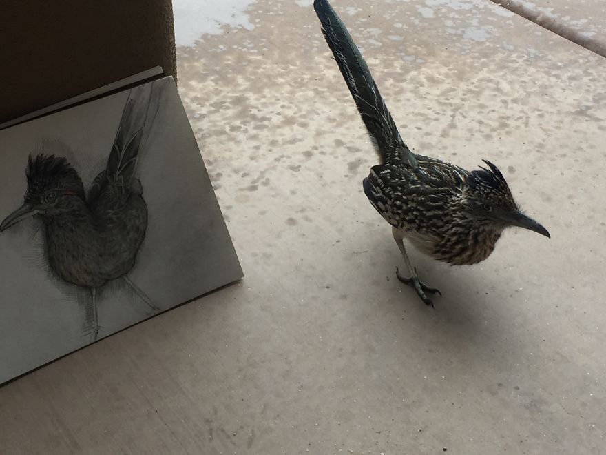 Seymour The Roadrunner Seymour The Roadrunner