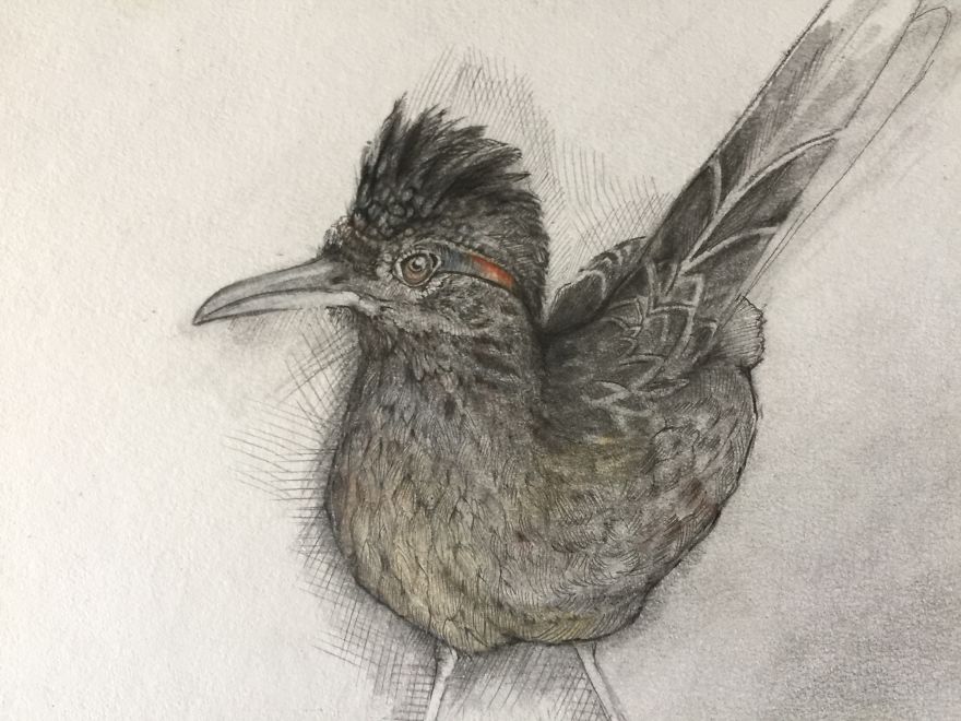 Seymour The Roadrunner Seymour The Roadrunner