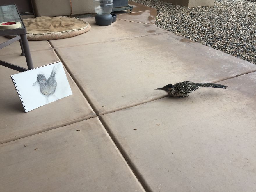 Seymour The Roadrunner