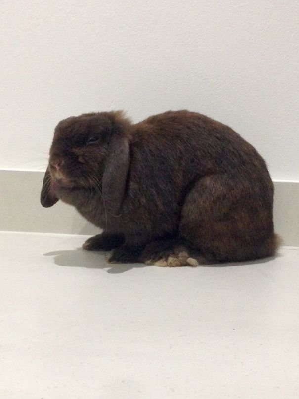 A dark brown angry rabbit sitting on a white floor against a plain wall, one of the angriest animals you wouldn't want to meet.