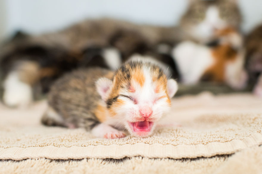 I'm Fostering A Litter Of Kittens And Encourage You To Do The Same