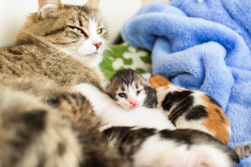 I'm Fostering A Litter Of Kittens And Encourage You To Do The Same