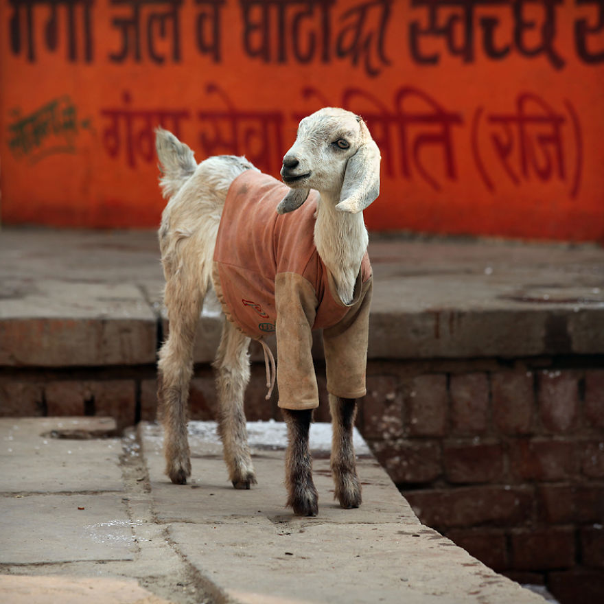 India’s Holy River And Its Inhabitants