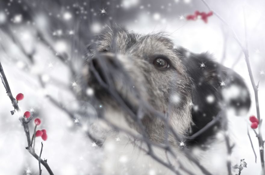 I Photographed My Wonderful Dog, Kitka