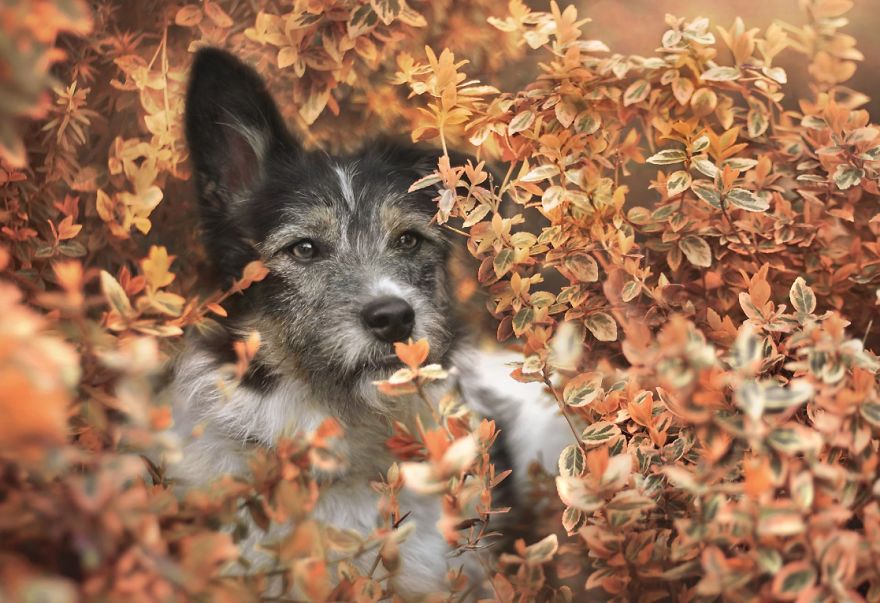 I Photographed My Wonderful Dog, Kitka