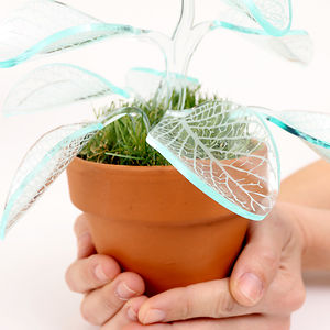 Mariana Fernandez Folberg