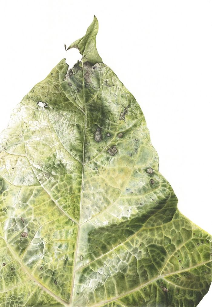 For The Last Two Years, I Have Been Painting Leaves That Tell A Story