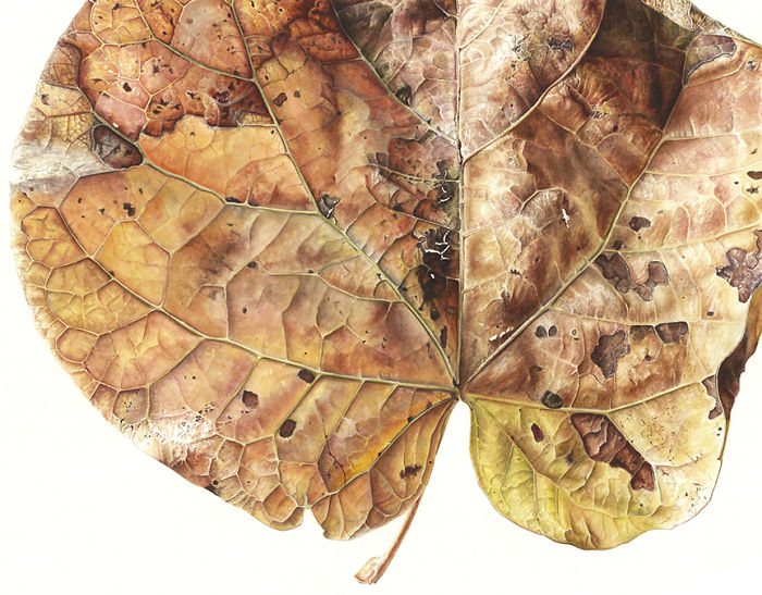 For The Last Two Years, I Have Been Painting Leaves That Tell A Story