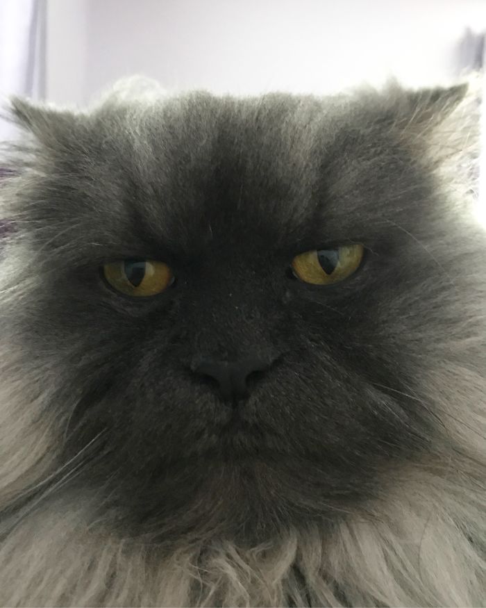 Meet Juno, The Angriest Cat In The World