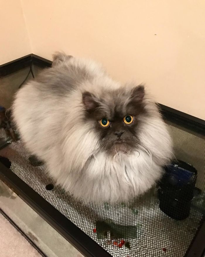 Meet Juno, The Angriest Cat In The World