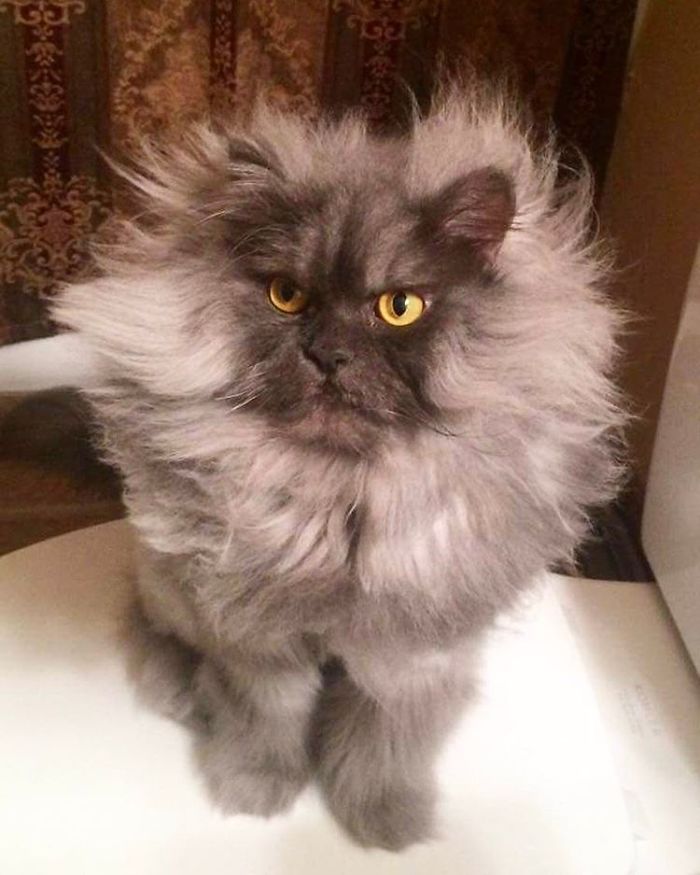 Meet Juno, The Angriest Cat In The World