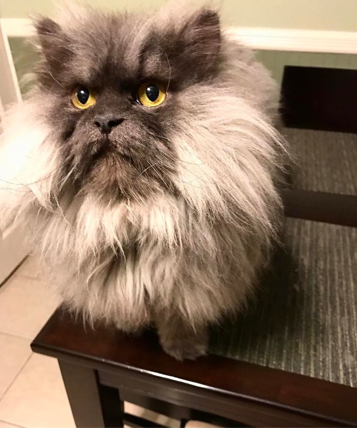 Meet Juno, The Angriest Cat In The World