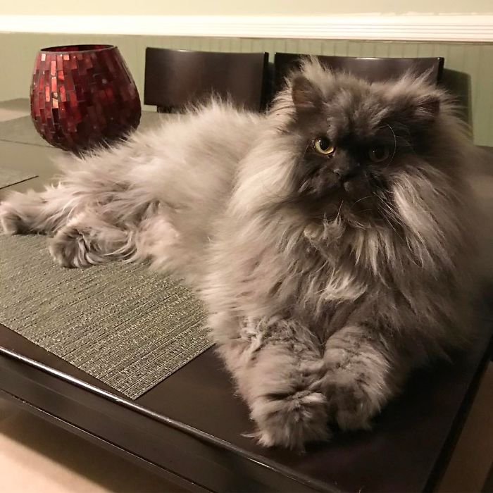 Meet Juno, The Angriest Cat In The World