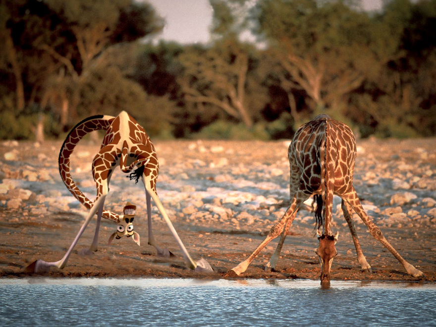 Melman In His 'natural' Surroundings