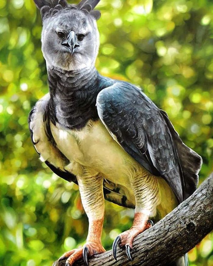 Photorealistic-paintings-fabiano-millani